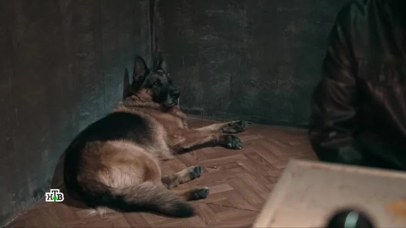 Кадры из сериала Пёс (2015)